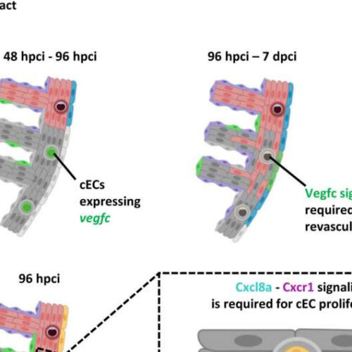 Regenerating the heart after an attack