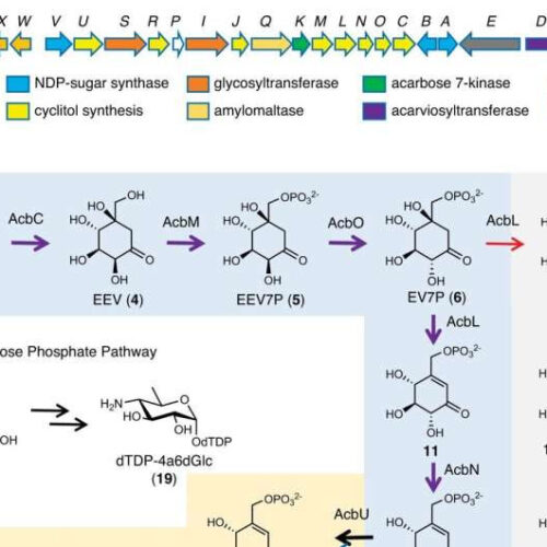 Research reveals how key diabetes drug is made in nature