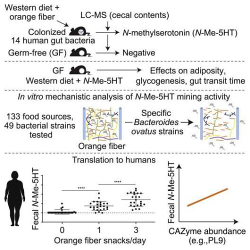 Gut bacteria mine dietary fiber to release beneficial nutrients