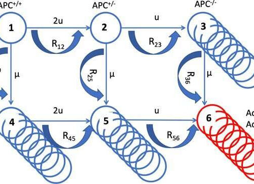 Researchers find that aspirin alters colorectal cancer evolution