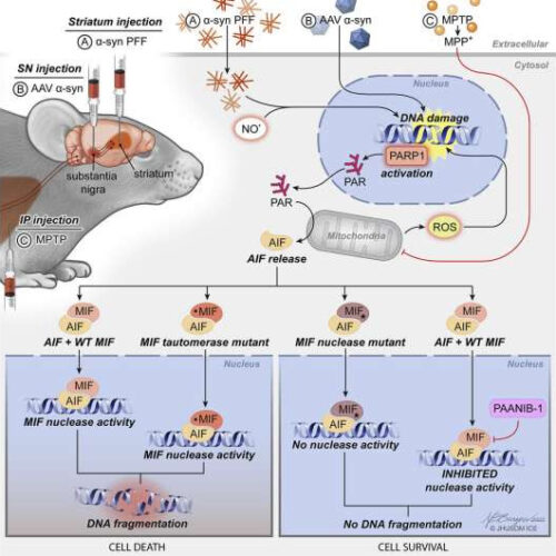 Chemical inhibitor blocks final path to cell death in mice with Parkinson’s symptoms