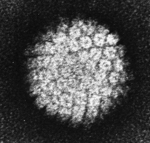 New treatment option shows promise in clearing HPV infection