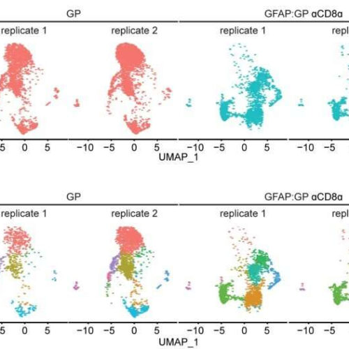 Turncoat T cells are at the core of multiple sclerosis and other inflammatory central nervous system disorders