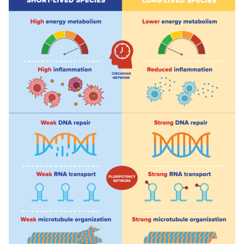 The secret to a longer lifespan? Gene regulation holds a clue