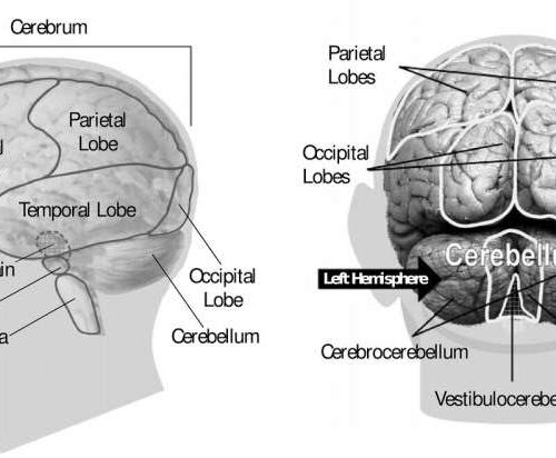 Researchers show how the liver can control the brain and behavior