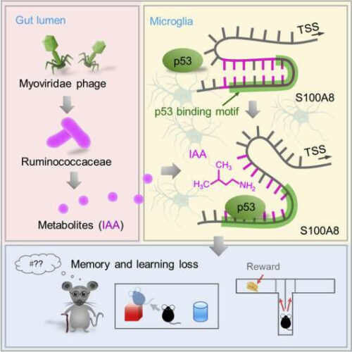 Gut bacterial metabolite promotes neural cell death leading to cognitive decline