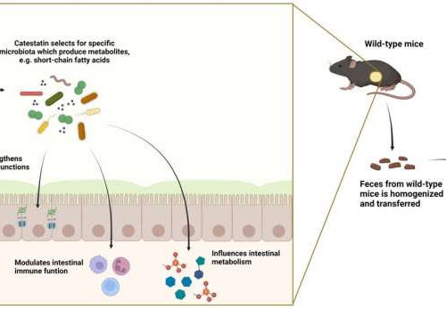 Fecal transplant throws new light on inflammatory bowel disease