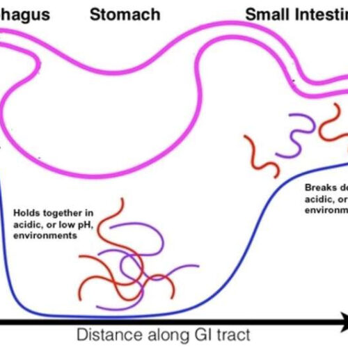 Many drugs can’t withstand stomach acid. A new delivery method could lead to more convenient medications