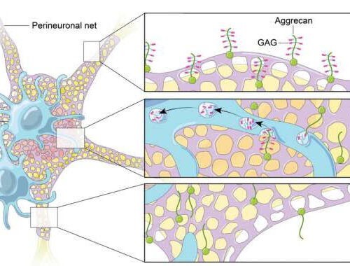 Activation of microglia in the spinal cord after nerve injury found to contribute to pain hypersensitivity