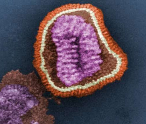 No more flu for you? Discovery blocks influenza virus’ replication in cells