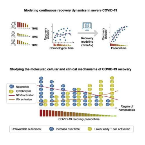 New insights into the processes of recovery after severe COVID-19