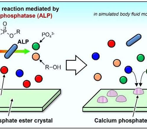 Bone, heal thyself: Toward ceramics tailored for optimized bone self-repair