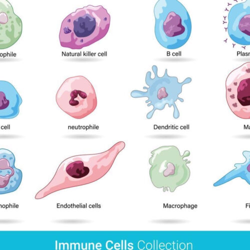 Mapping the Types and Traits of Immune Cells