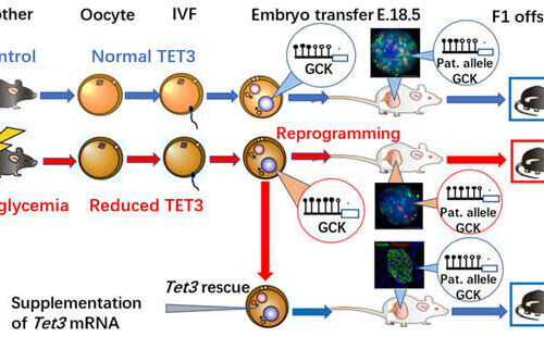 Scientists discover intergenerational ‘memory’ mechanism of diabetes