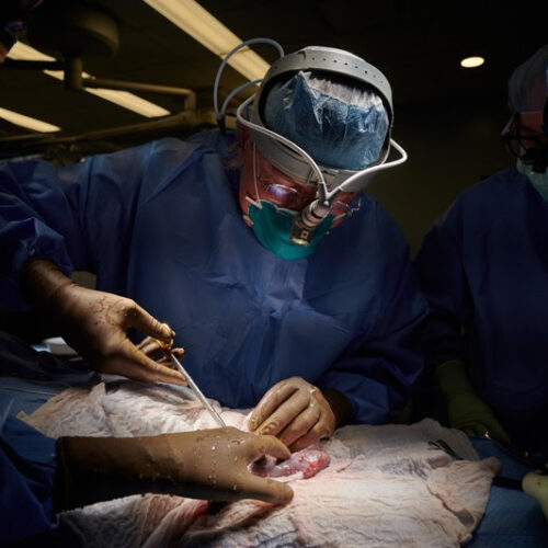 Clinical trials for pig-to-human organ transplants inch closer
