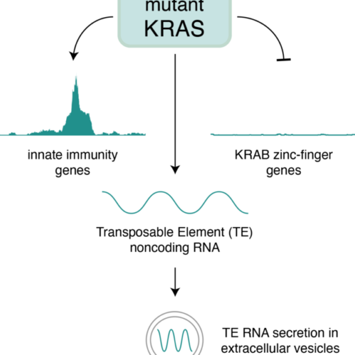 Hallmark cancer gene regulates RNA ‘dark matter’