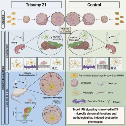 Scientists reveal new evidence of key mechanism in Alzheimer’s