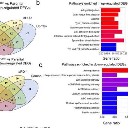 Tumors with specific genetic mutations show response to immune checkpoint blockade therapy