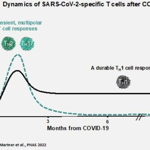 Protective T cells remain 20 months after COVID