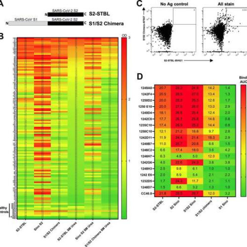 Demonstration of a potent, universal coronavirus monoclonal antibody therapy for all COVID-19 variants