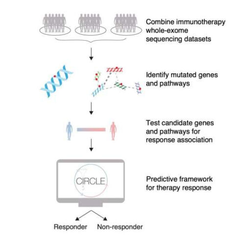 Whole exome sequencing predicts whether patients respond to cancer immunotherapy