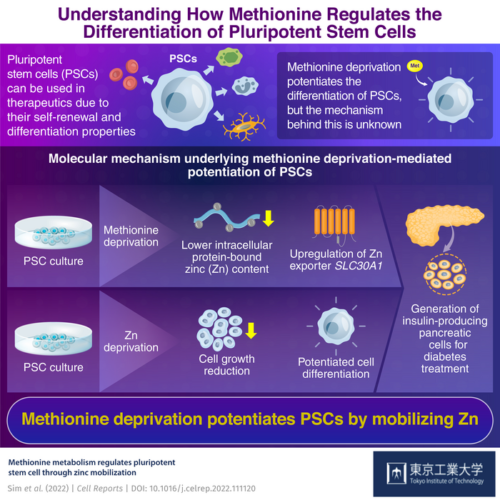 The zinc link: Unraveling the mechanism of methionine-mediated pluripotency regulation