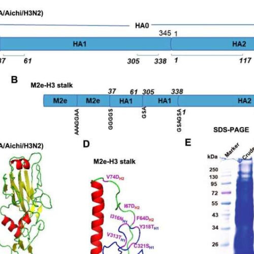 New universal flu vaccine offers broad protection against influenza A virus infections, researchers find