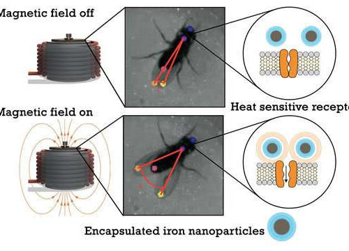 Wireless activation of targeted brain circuits in less than one second