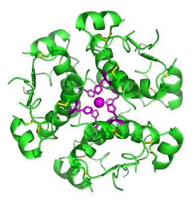 Key enzyme identified in protection of beta cells and regulation of insulin