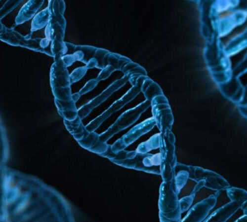 ‘Junk’ DNA could lead to cancer by stopping copying of DNA