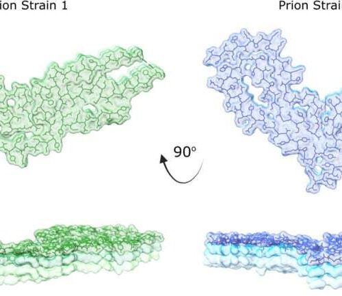 Corrupted proteins in focus: How shape gives rise to variations of fatal brain disease