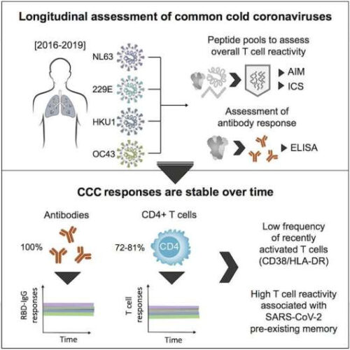 Your body remembers common cold coronaviruses from childhood. How can you get the same immunity to COVID-19?