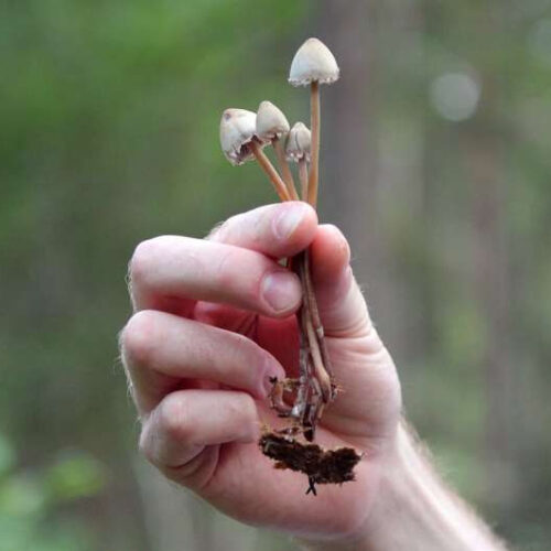 New study determines psychedelic mushroom microdoses can improve mood, mental health