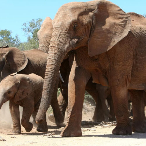 How elephants avoid cancer – and we could too