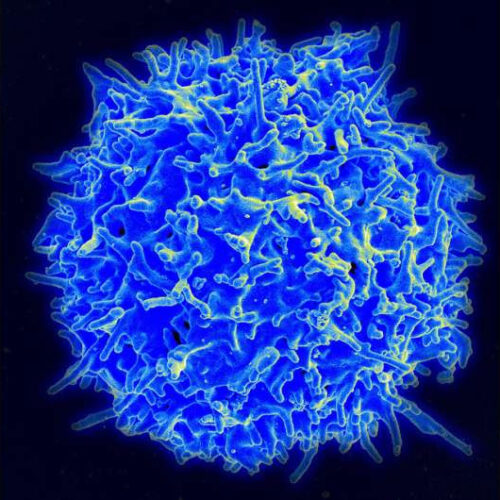How tiny changes help T cells to survive