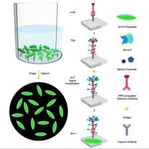 Low-abundance biomarker detection platform for early disease diagnosis