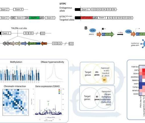 CRISPR technology highlights genes that contribute to the development of emphysema and COPD