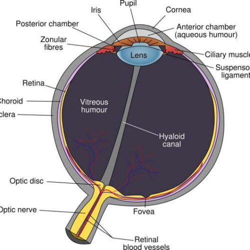 Researchers discover non-invasive stimulation of eye as potential treatment of depression and dementia