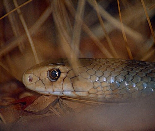 Deadly snake venom could be used to treat large bleeding wounds