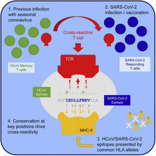 Researchers identify common antigens among human coronaviruses