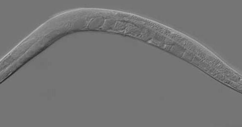 Researchers develop C. elegans as a model for investigating metabolism variations between individuals