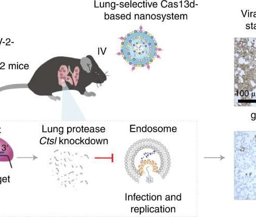 CRISPR technology demonstrates success in preventing and treating COVID