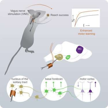 Study provides better insight into the vagus nerve’s link to the brain