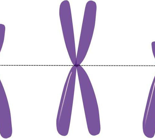 X chromosomes linked to male infertility identified