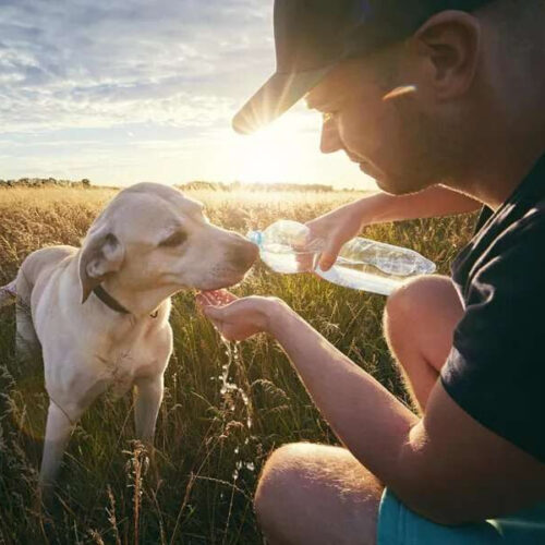 Panting pooches: when summer heat is too much for your dog