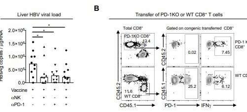 When friendly forces become foes: Scientists blunt the impact of natural killer cells to improve vaccine effectiveness