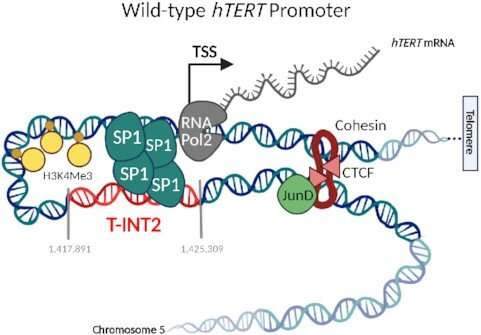 New discovery in cancer progression paves way to cancer drugs with fewer side effects