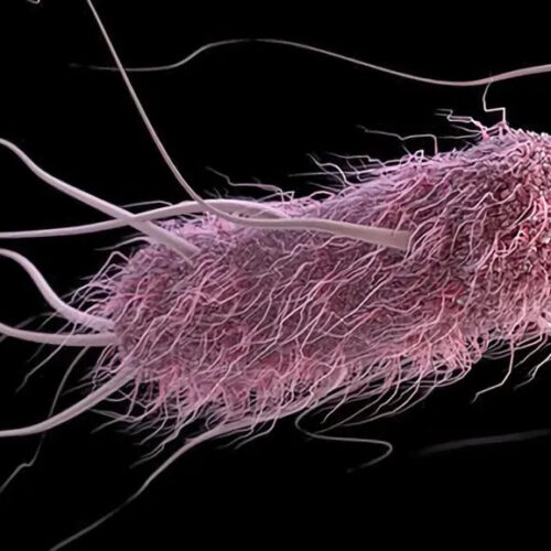 Genetically Engineered, Sound-Controlled Bacteria That Seek and Destroy Cancer Cells