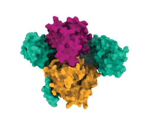 New protein complex structure reveals possible ways to target key cancer pathway