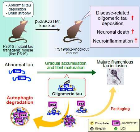 Protecting the brain from dementia-inducing abnormal protein aggregates